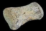 Hadrosaur Finger Bone - Alberta (Disposition #-) #95166-1